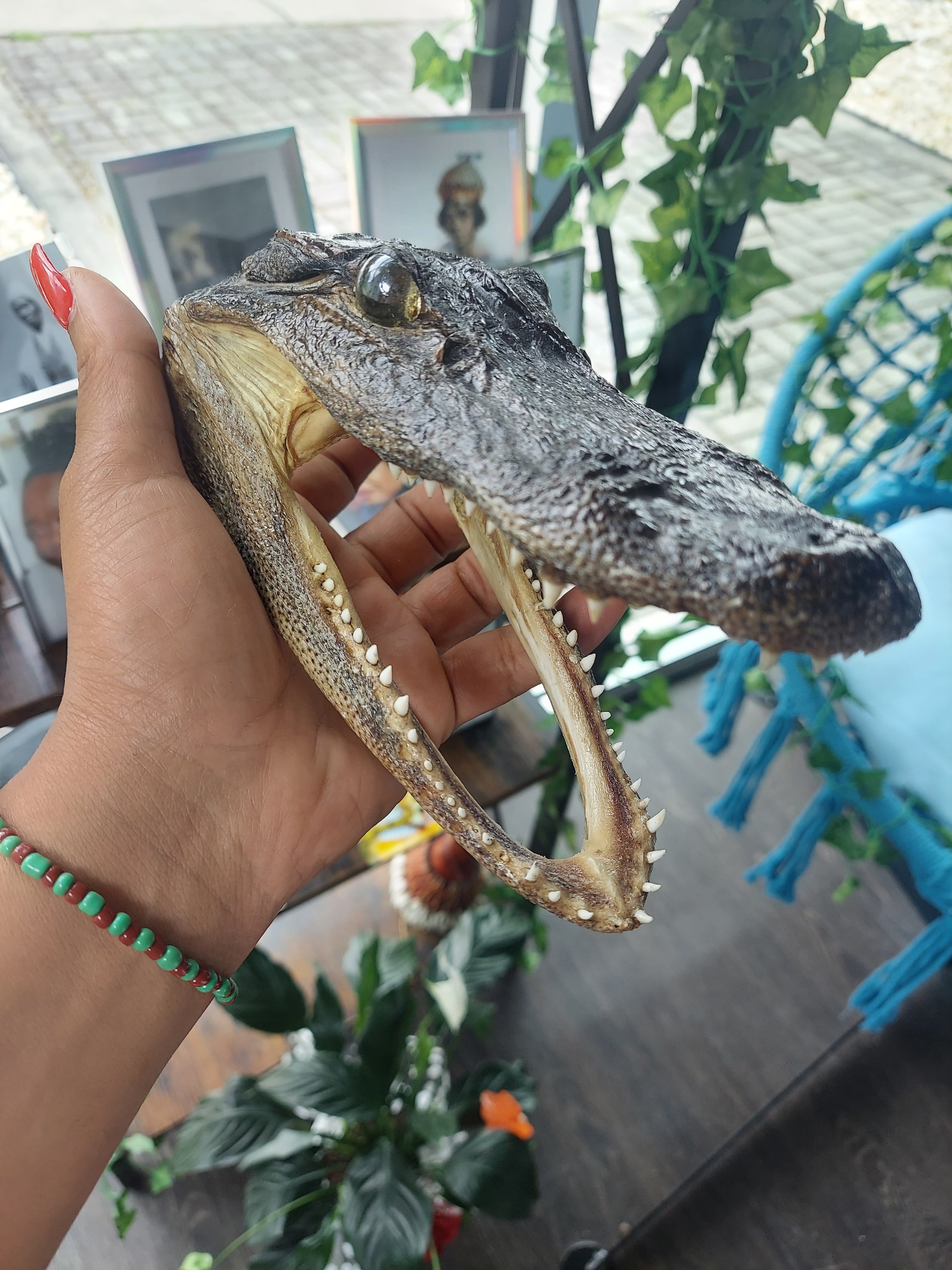 Alligator Heads (amulet)